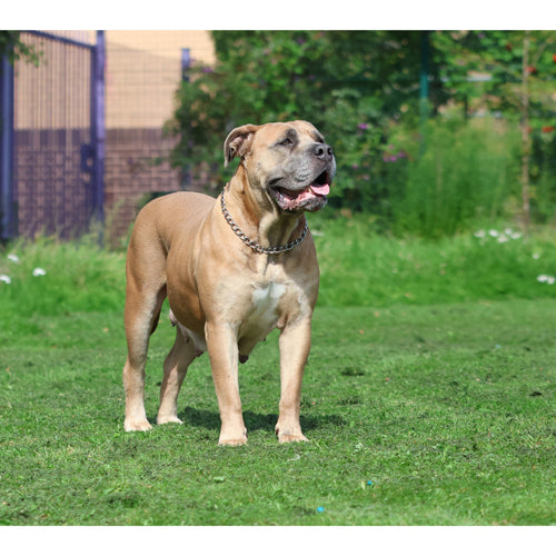 Dog wearing a silver metal chain collar with 4.0mm links