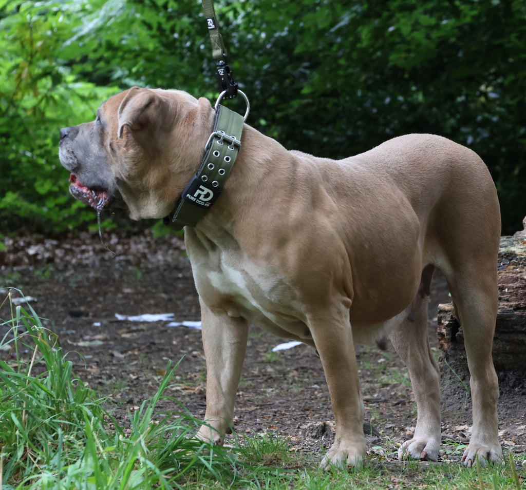 Khaki sport dog collar with metal ring, prong buckle, and studded adjustment holes