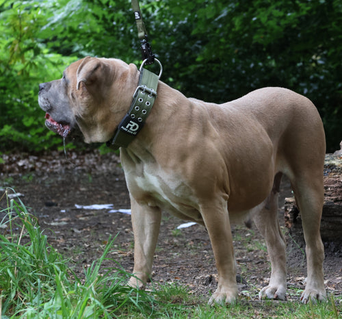 Khaki sport dog collar with metal ring, prong buckle, and studded adjustment holes