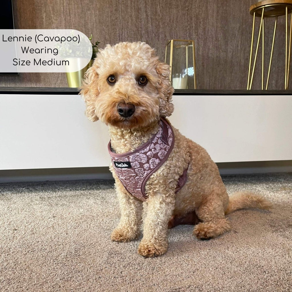 Dog wearing mauve floral harness with front logo patch and padded back strap