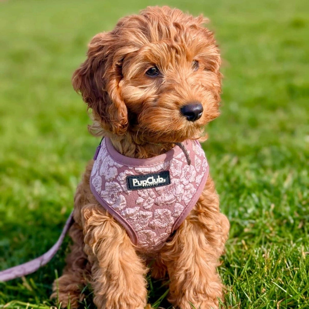 Dog wearing mauve floral dog harness with front buckle and adjustable straps