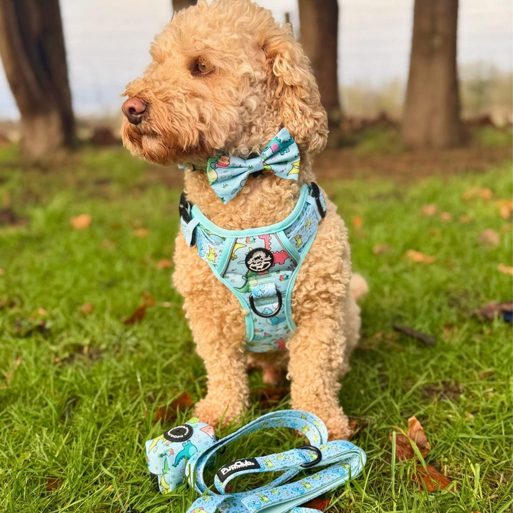 Turquoise dinosaur-print dog harness with adjustable straps