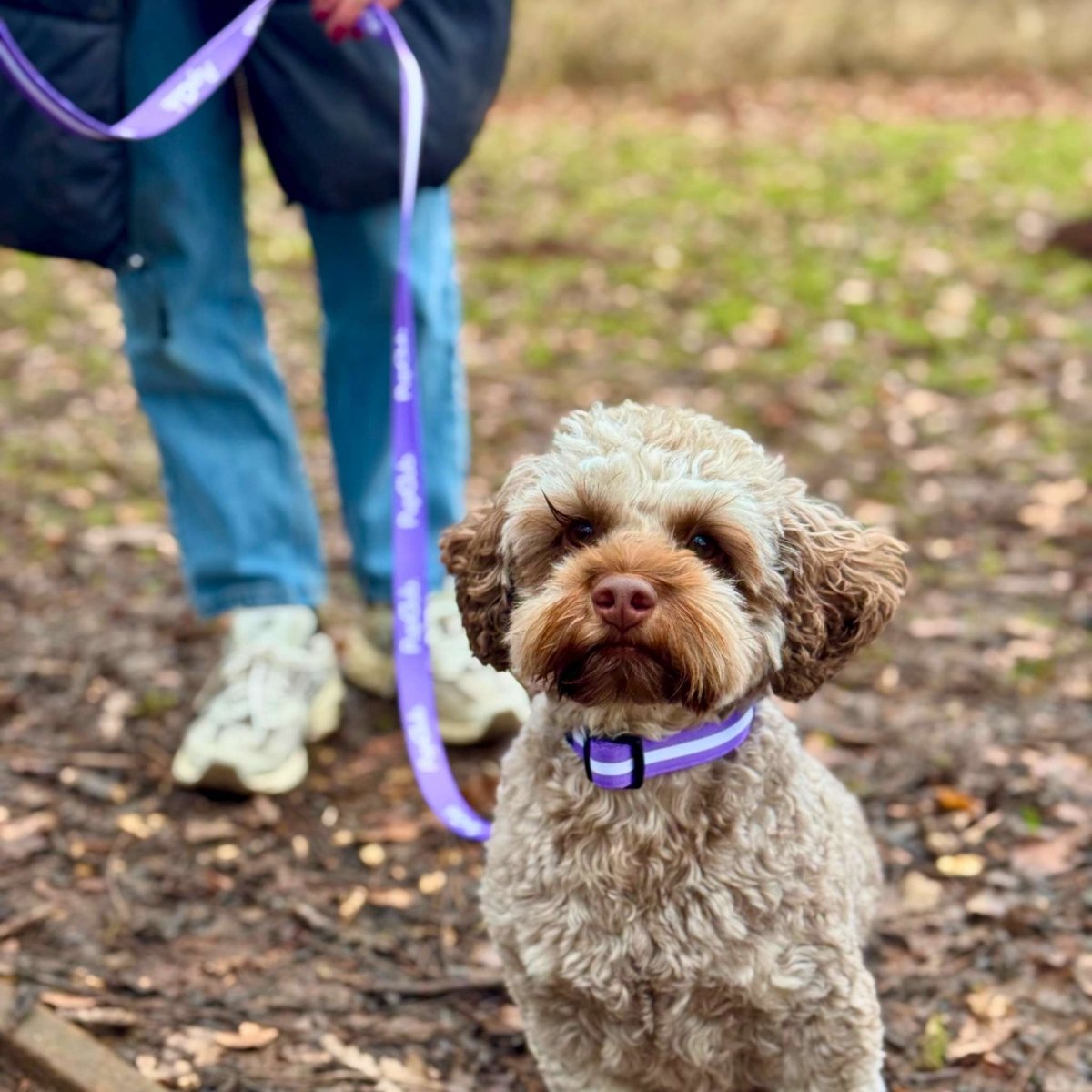 Dog wearing lilac purple collar with white stripes and black buckle