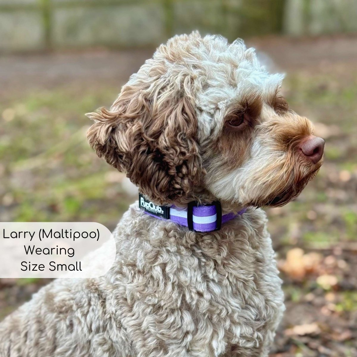 Dog wearing a lilac purple PuraPup collar with white stripes and black buckle