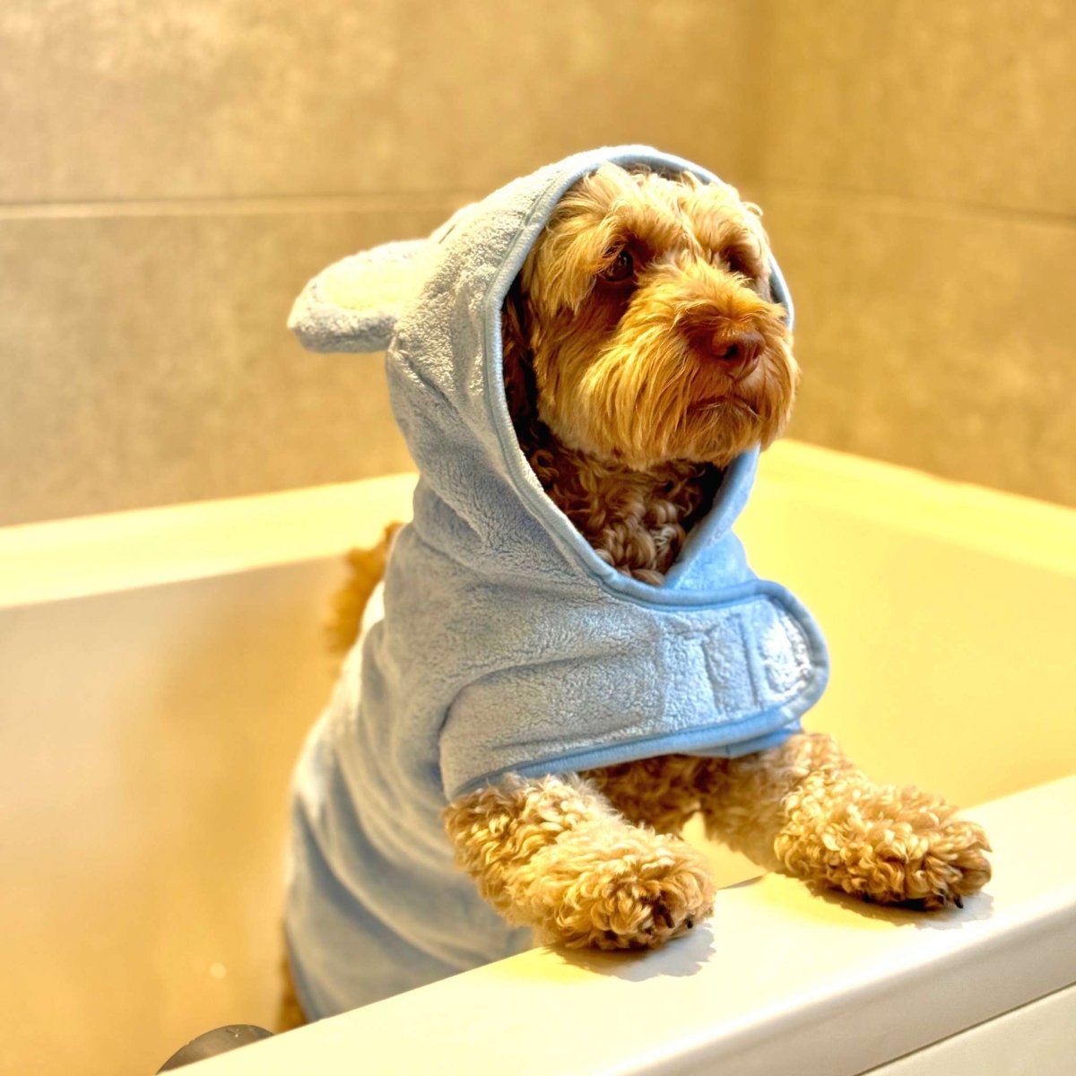 Blue pet drying robe with bear-hood and front pocket, worn by dog