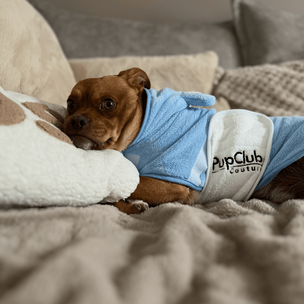Blue pet drying robe with hooded towel pocket on dog lying on bedding