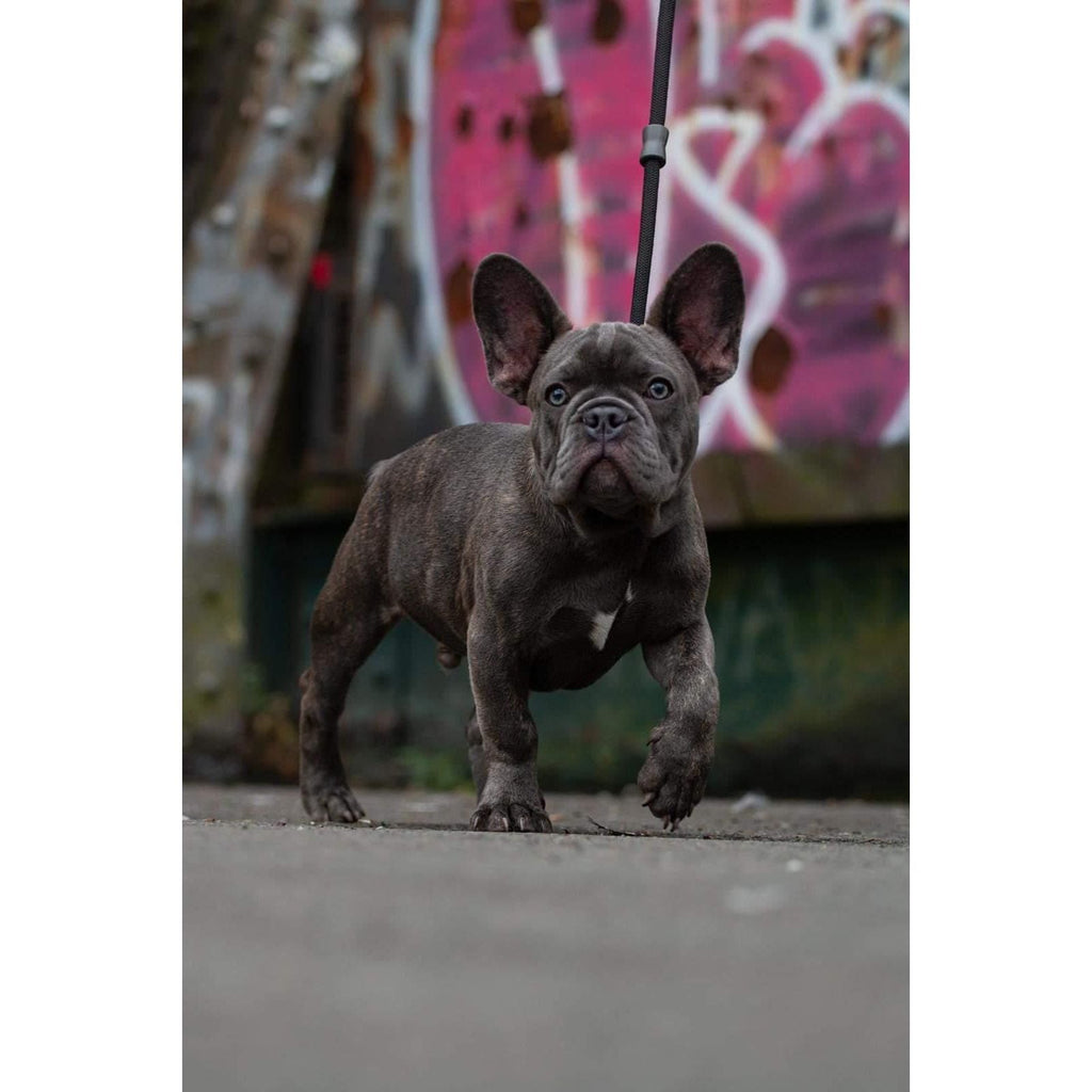 French bulldog wearing nylon slip lead, dark color, rubber stopper collar
