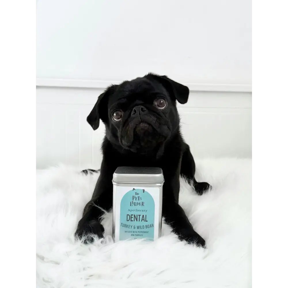 Black pug with metal tin of dental cat and dog treats, turkey & wild boar