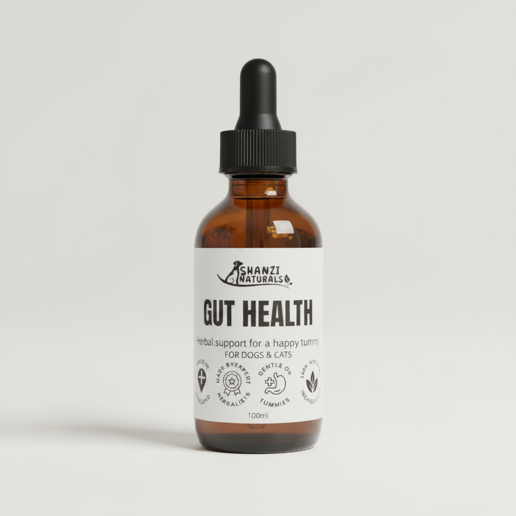 Gut Health – Macro Studio