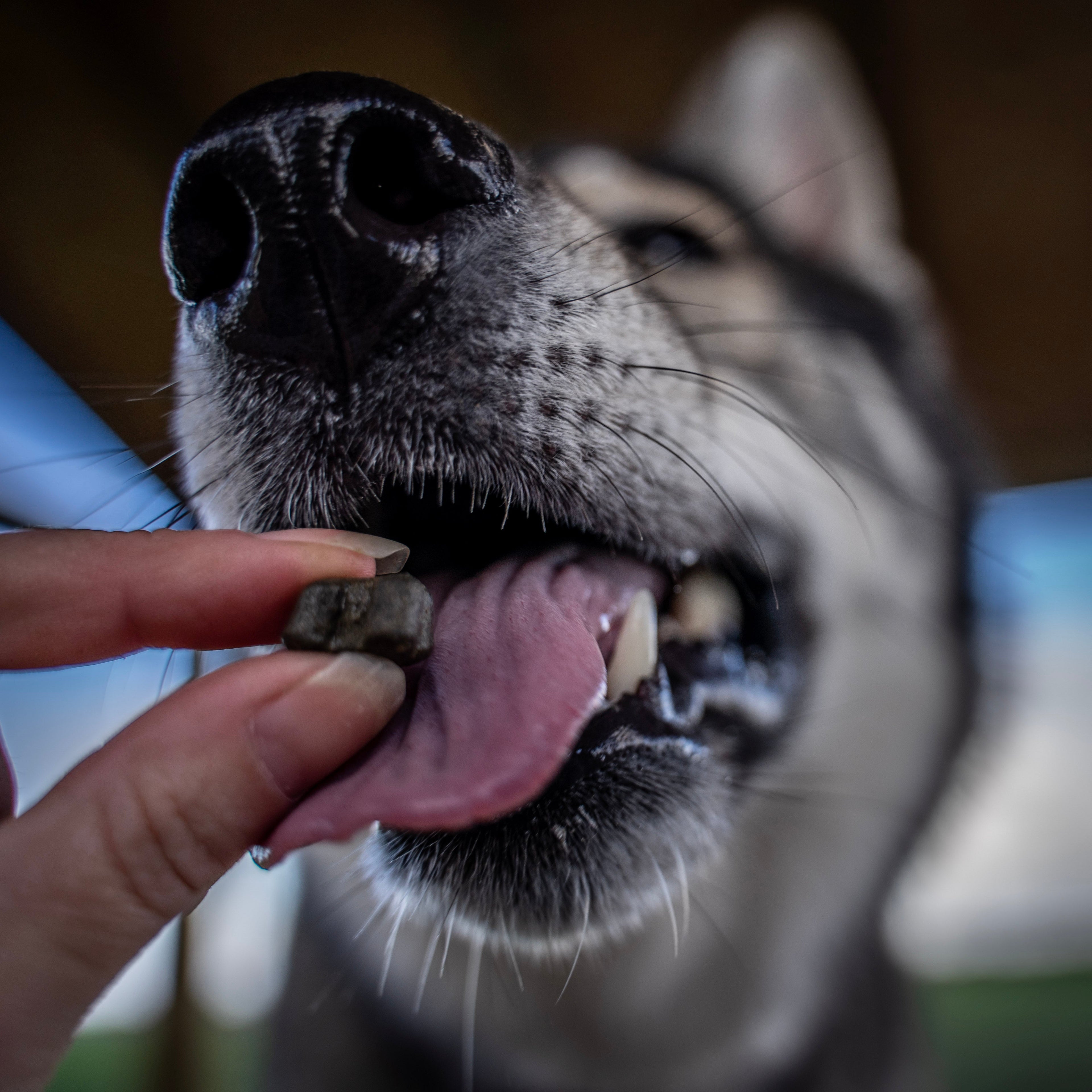 Country Barn Turkey Dental Bites | Activated Charcoal & Peppermint Dog Treats