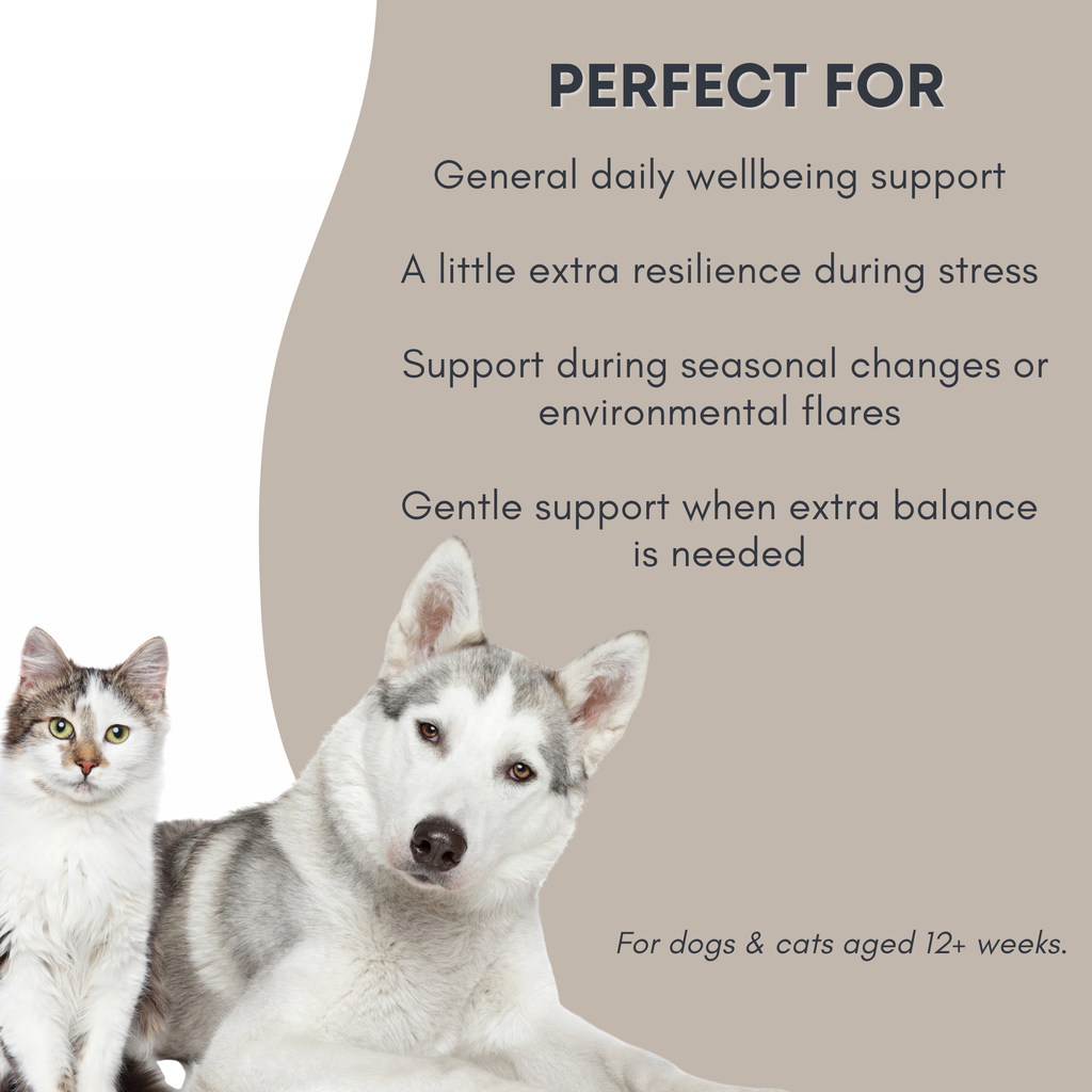 Immune Blend