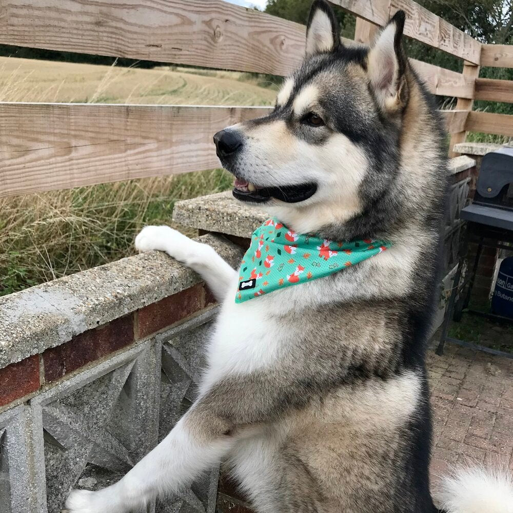 Inquisitive Fox Cooling Bandana