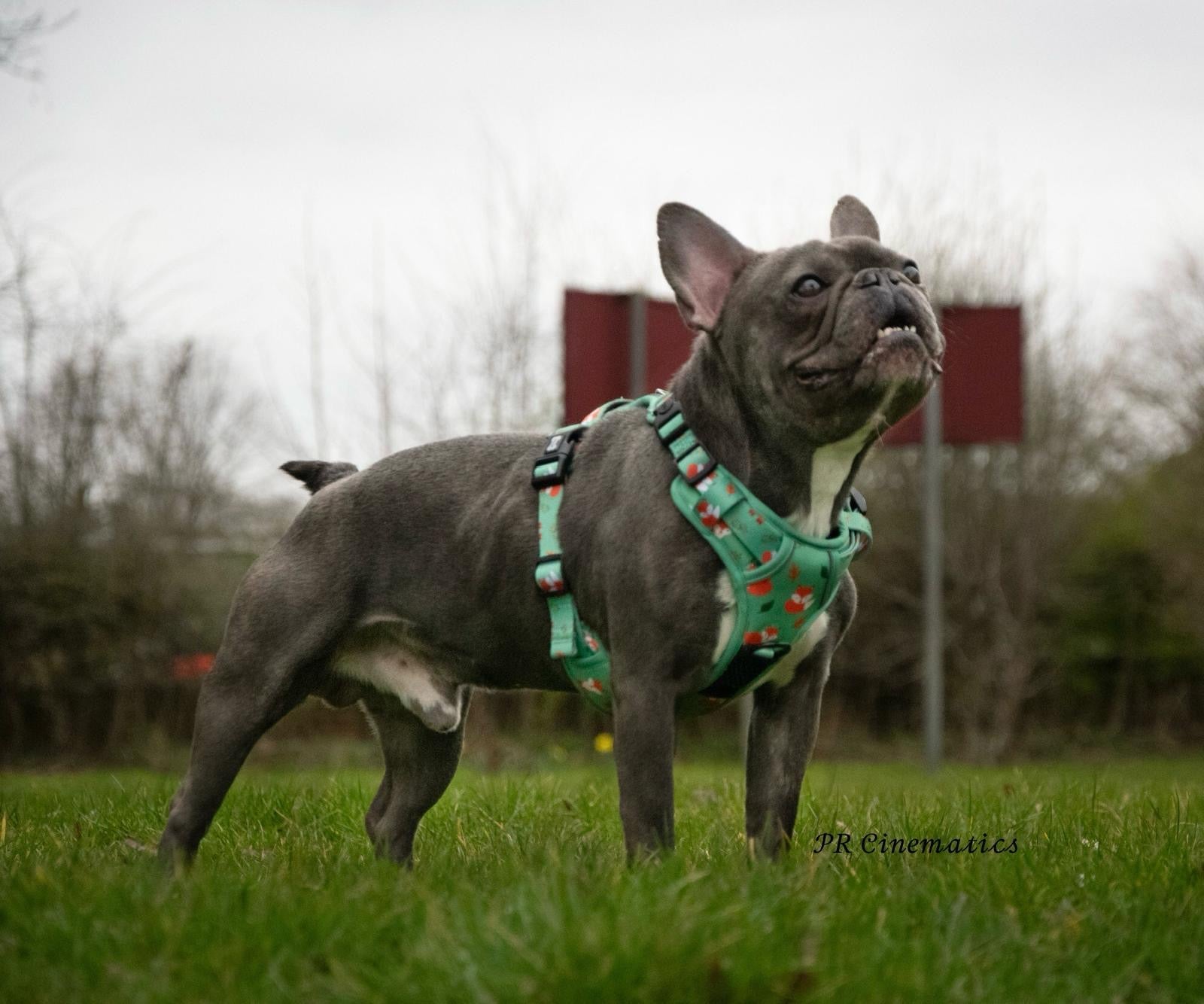 Inquisitive Fox No Pull Tactical Dog Harness