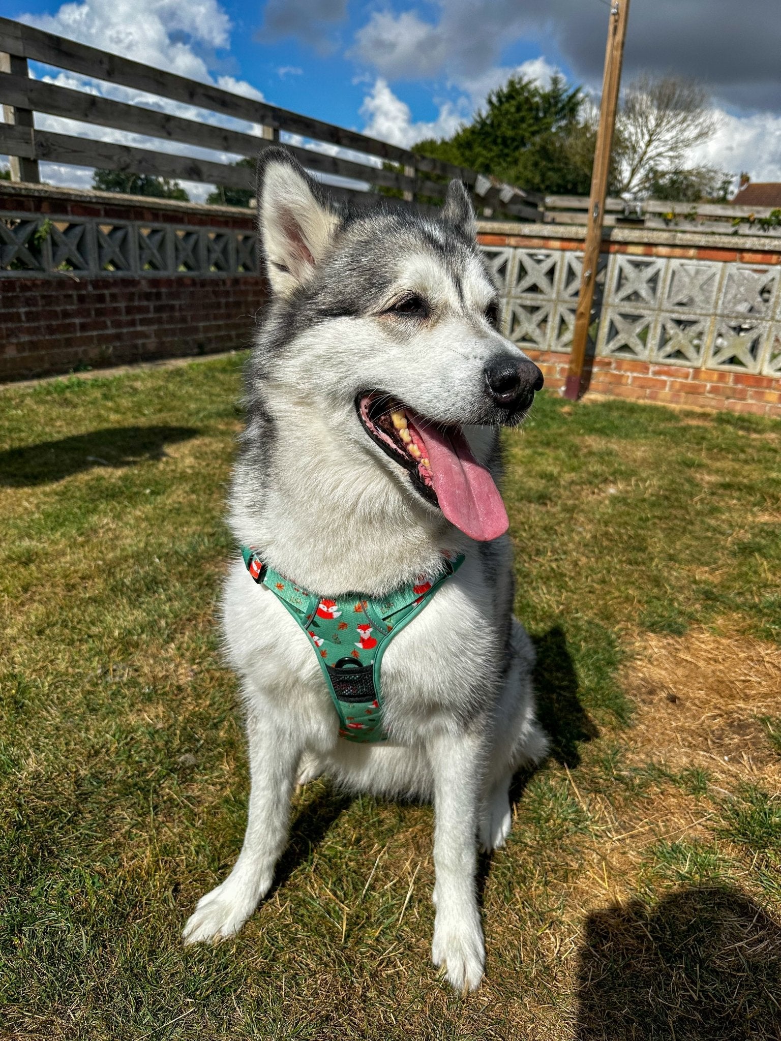 Inquisitive Fox No Pull Tactical Dog Harness