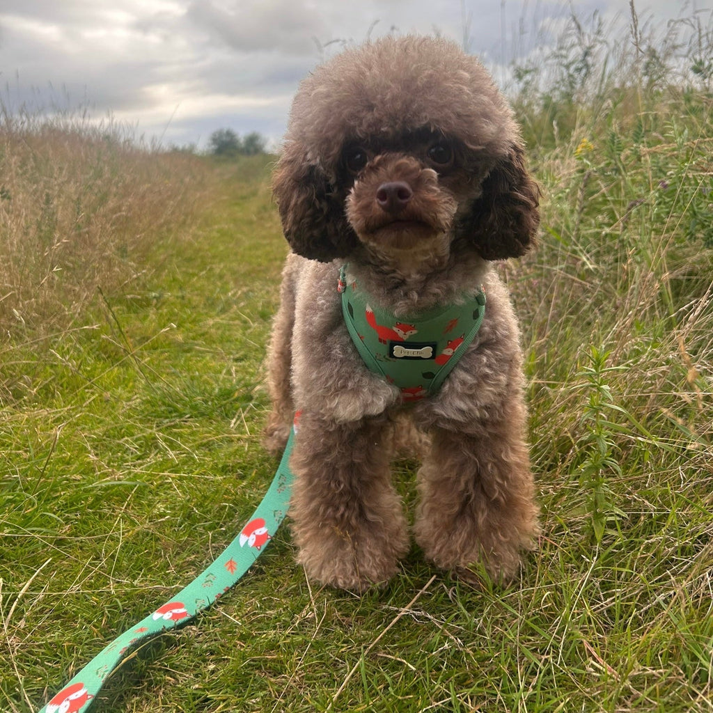 Seconds: Inquisitive Fox XXS Puppy Harness