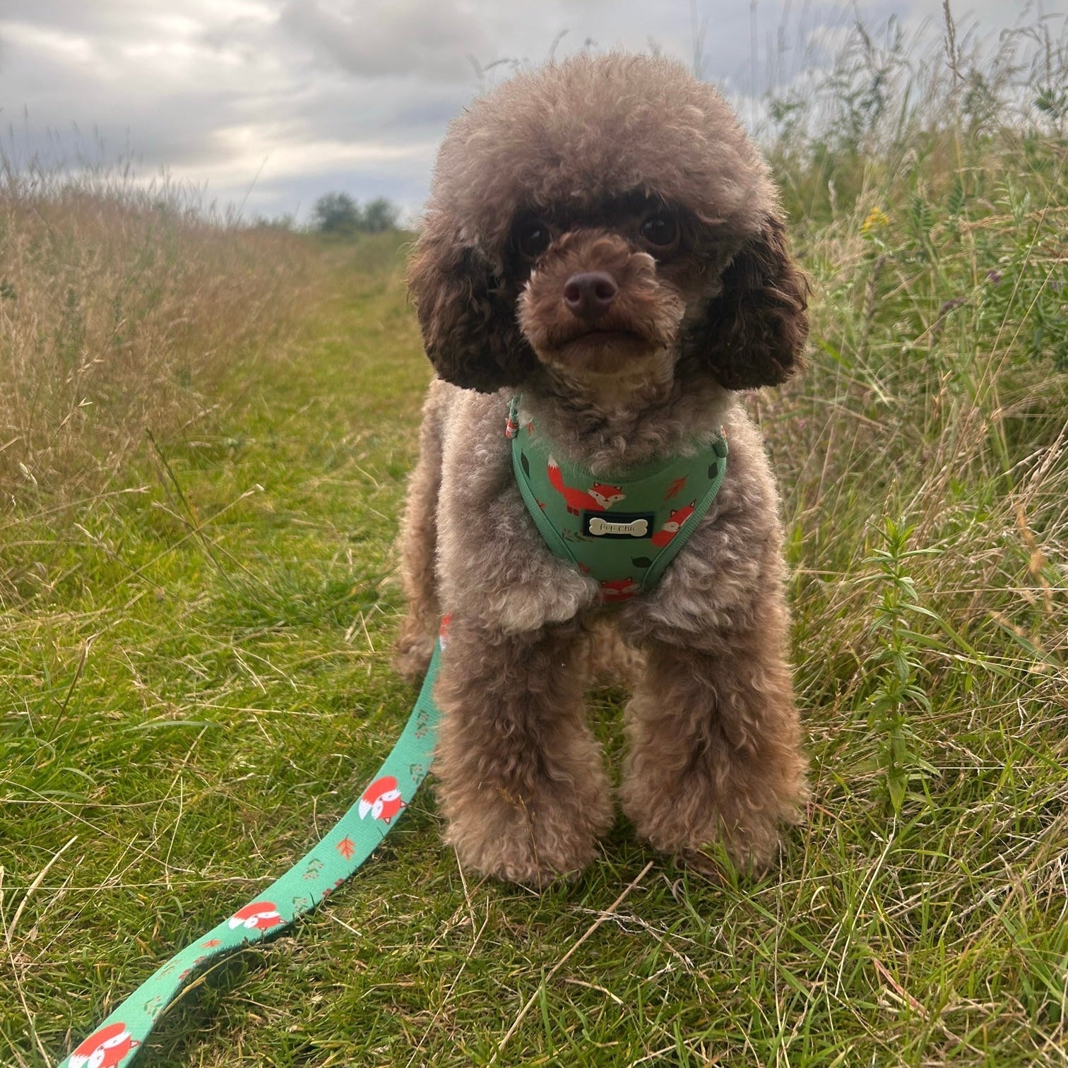 Seconds: Inquisitive Fox XXS Puppy Harness