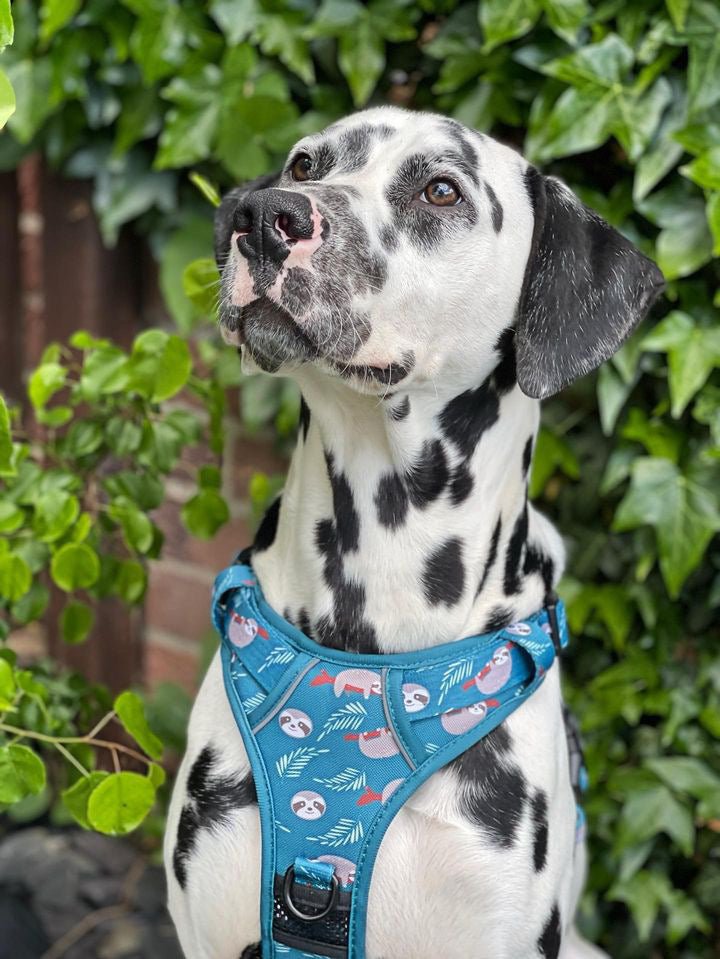 Lazy Sloth No-Pull Tactical Dog Harness – Mint Green Sloth Print | Pup Chic Boutique