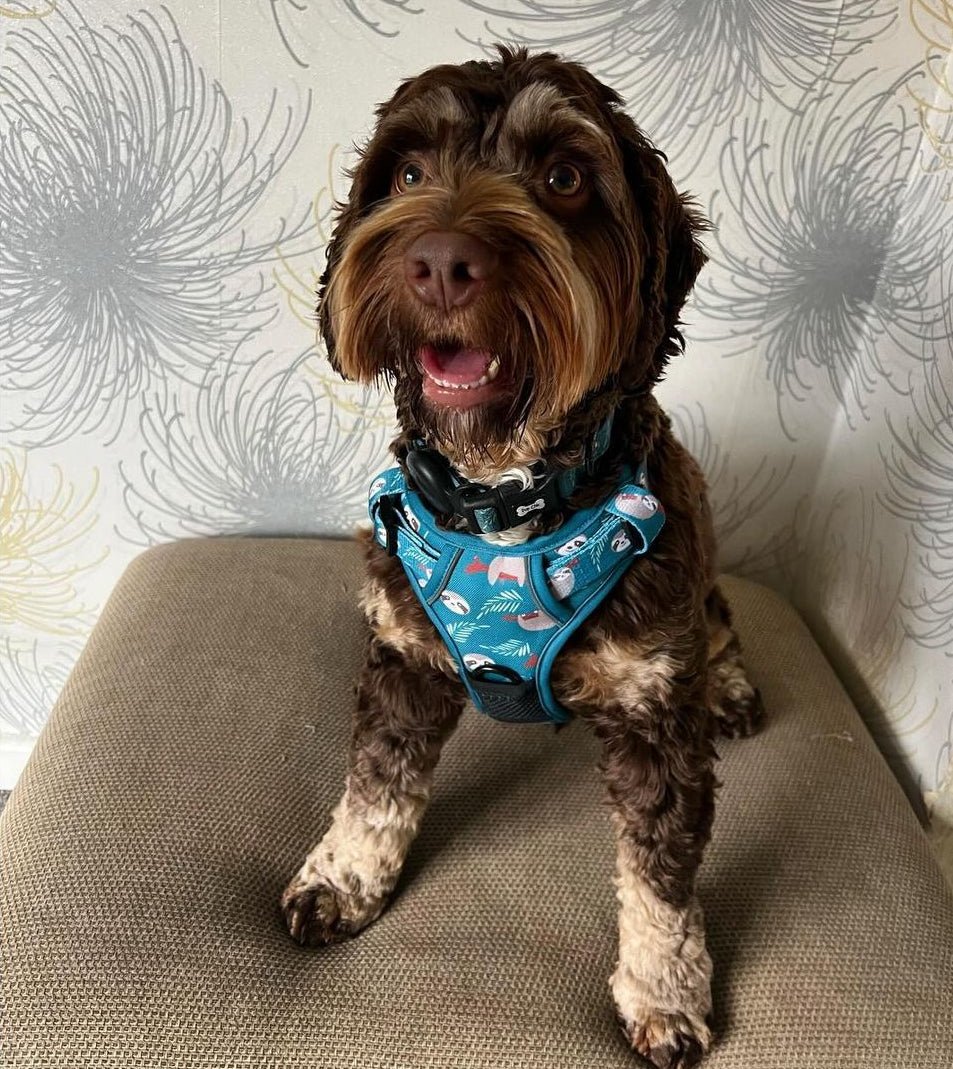 Lazy Sloth No-Pull Tactical Dog Harness – Mint Green Sloth Print | Pup Chic Boutique