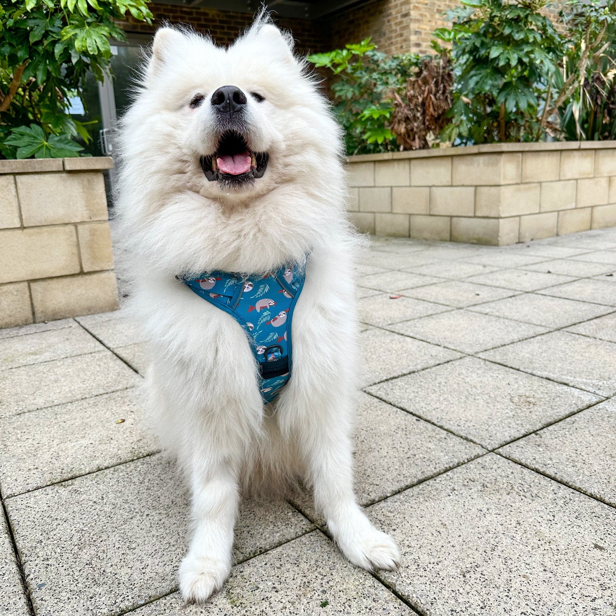 Lazy Sloth No-Pull Tactical Dog Harness – Mint Green Sloth Print | Pup Chic Boutique