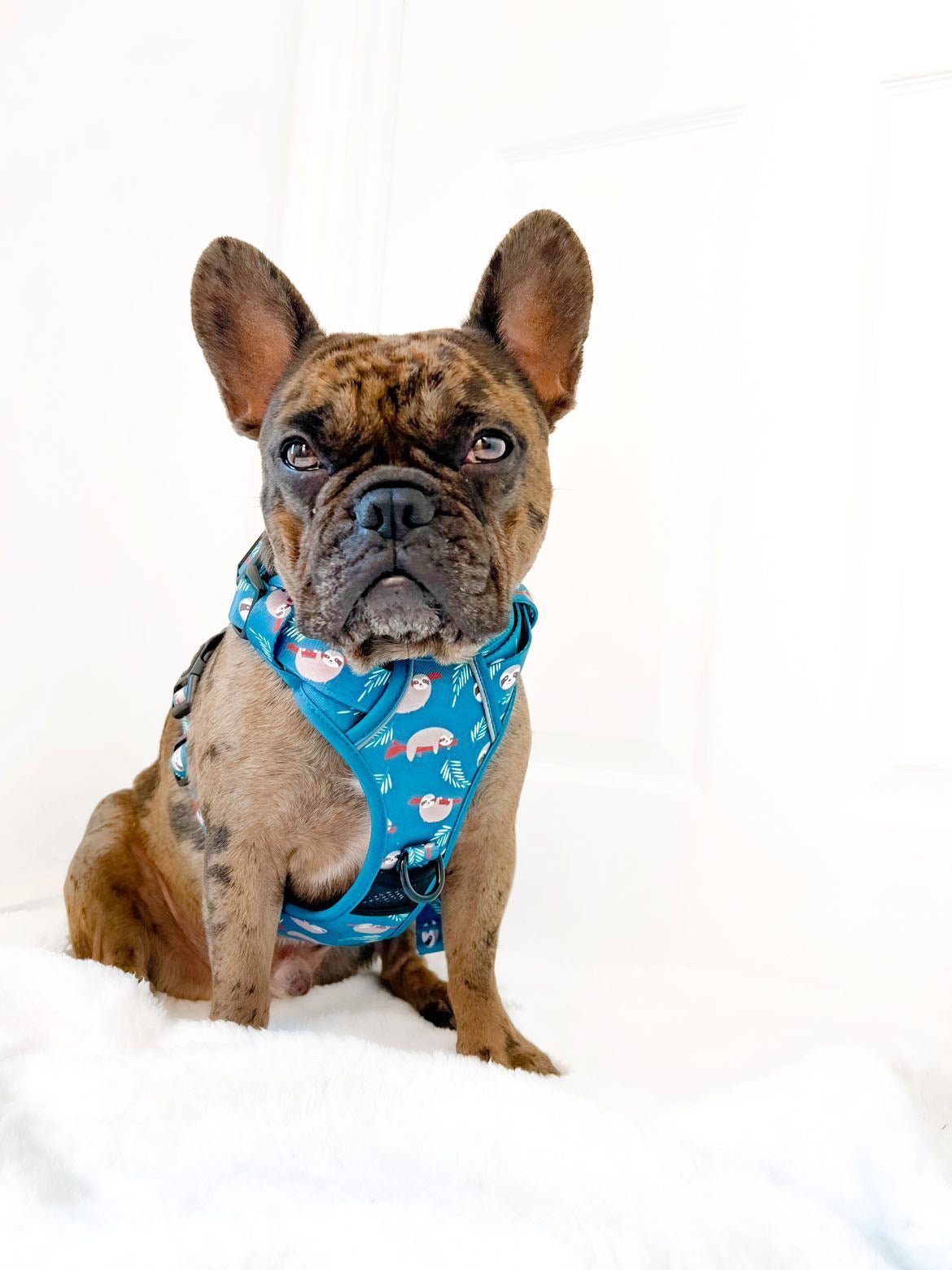 Lazy Sloth No-Pull Tactical Dog Harness – Mint Green Sloth Print | Pup Chic Boutique