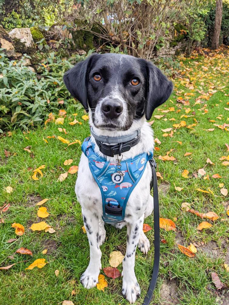 Lazy Sloth No-Pull Tactical Dog Harness – Mint Green Sloth Print | Pup Chic Boutique
