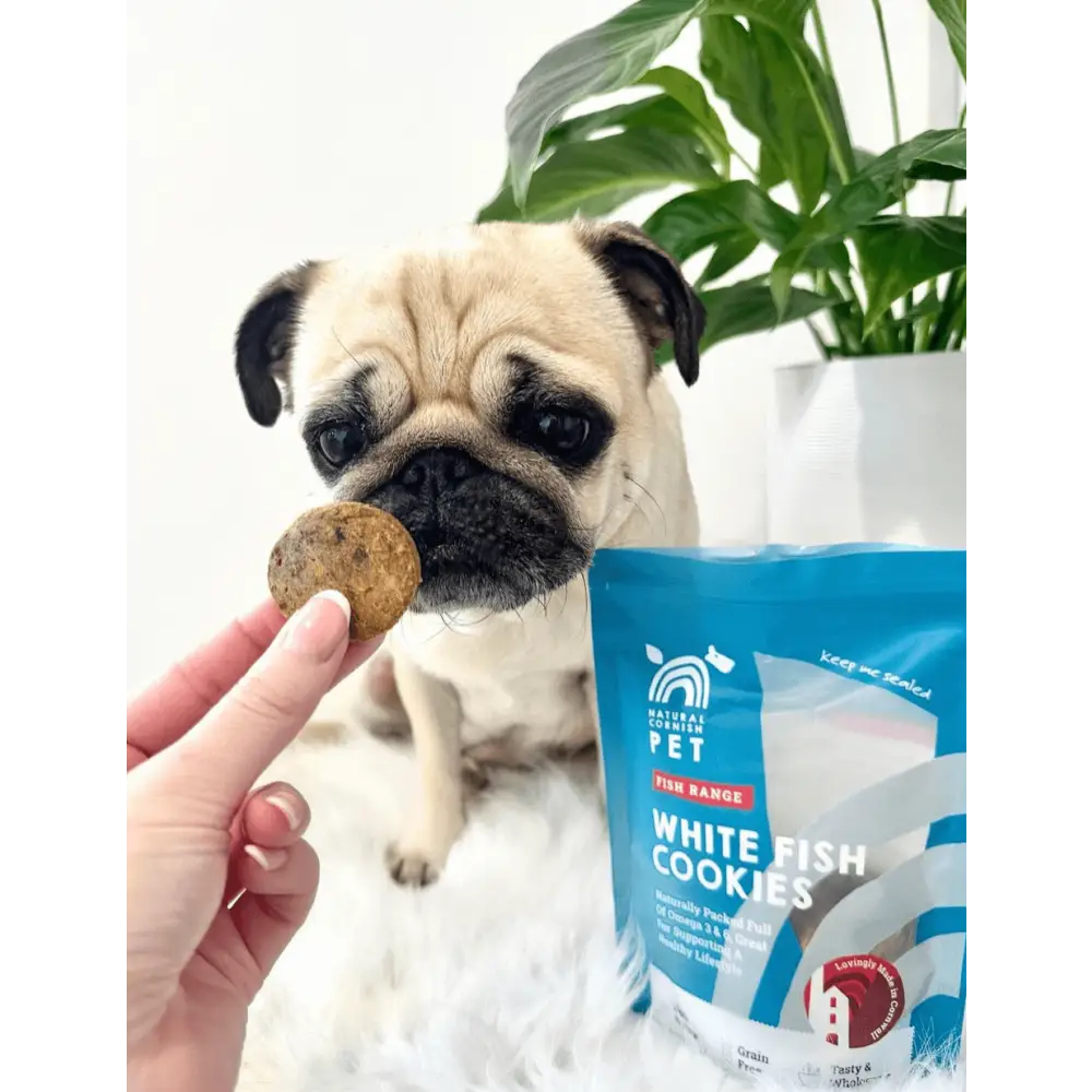 Pug holding a white fish pet cookie near a blue cookie bag