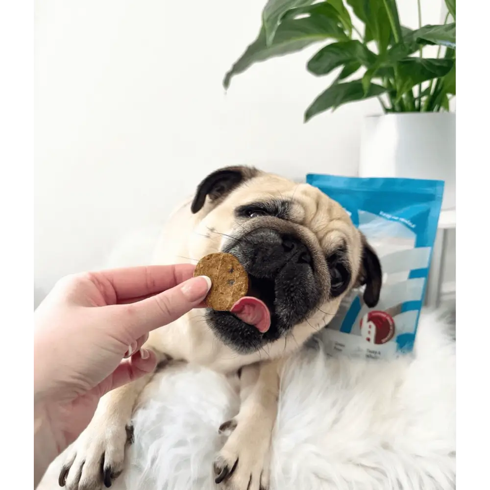 Pug with one white fish pet cookie held in a person’s hand