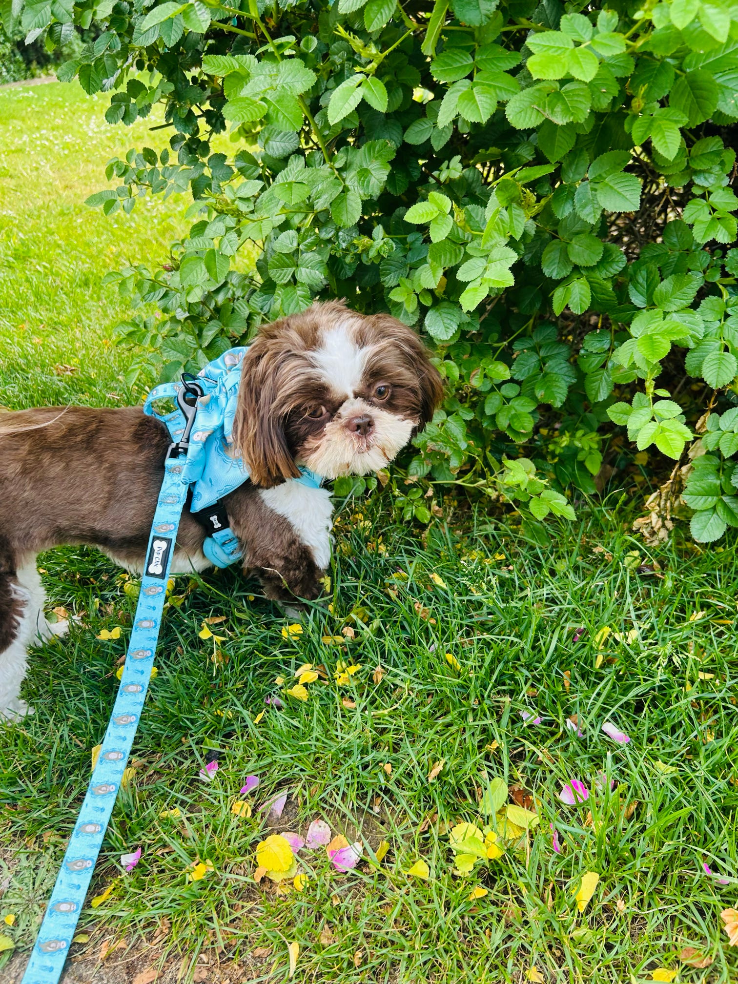 Otterly Lovely 5ft Dog Lead – Teal Otter Print | Pup Chic Boutique