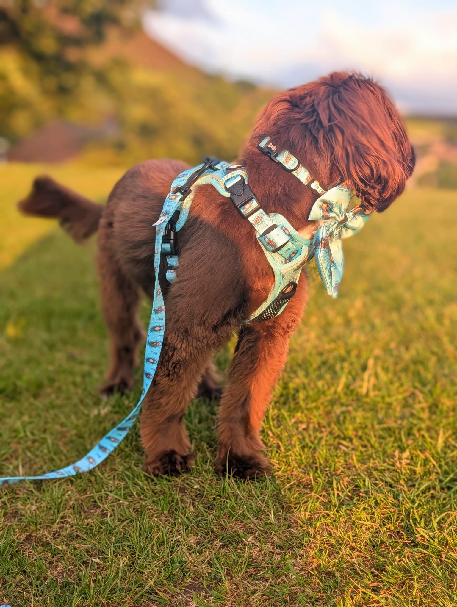 Otterly Lovely 5ft Dog Lead – Teal Otter Print | Pup Chic Boutique
