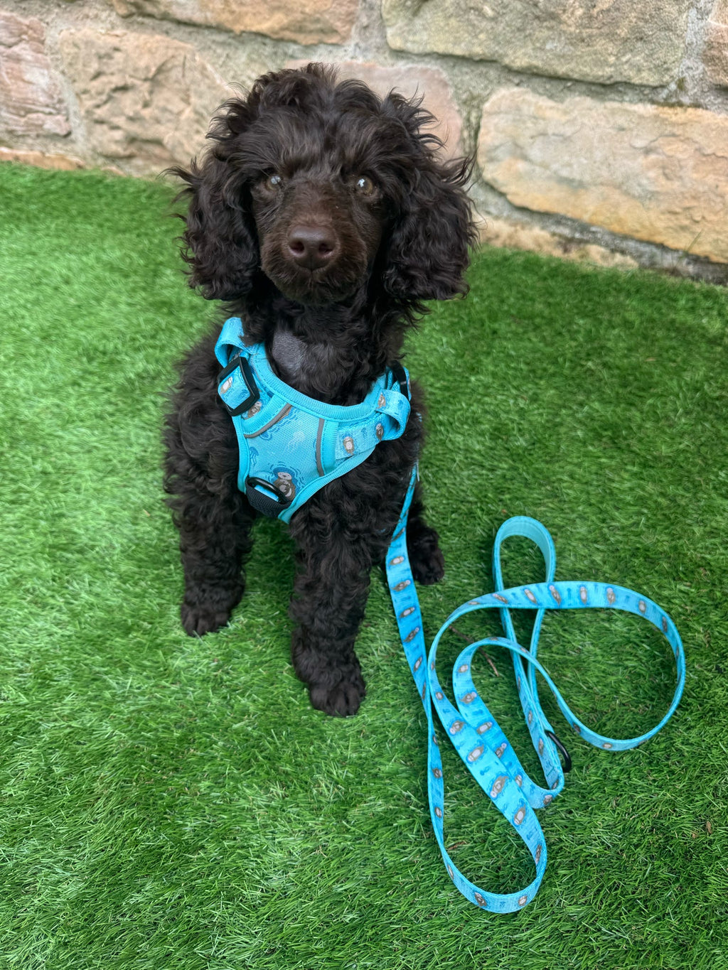 Otterly Lovely 5ft Dog Lead – Teal Otter Print | Pup Chic Boutique
