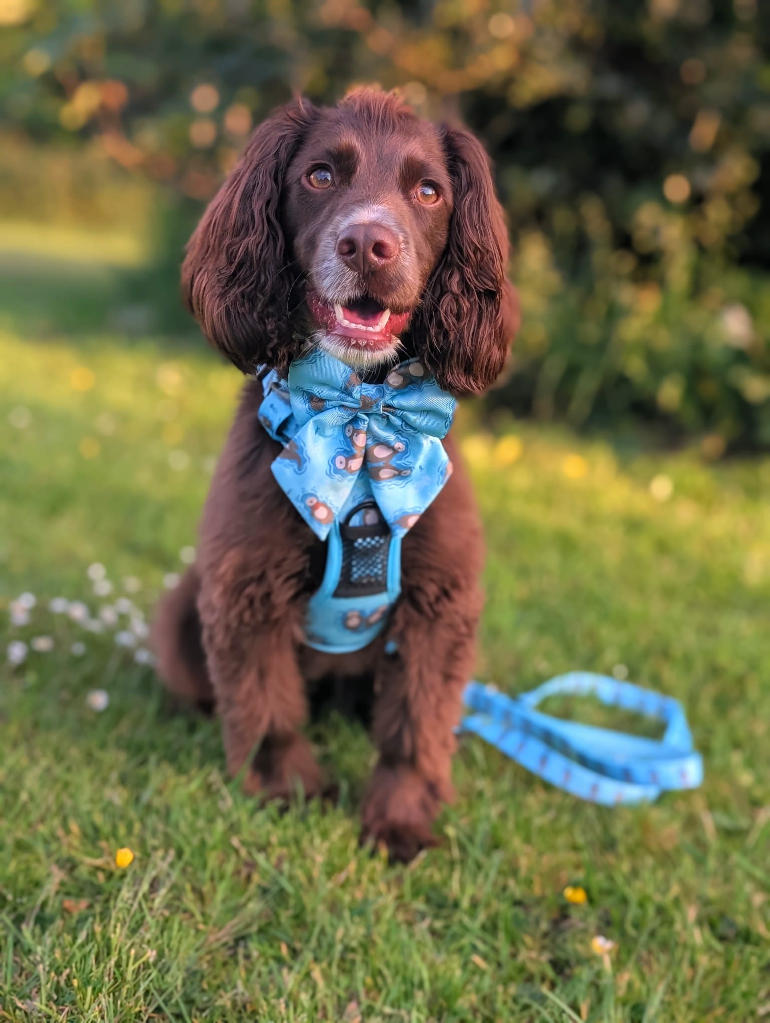 Otterly Lovely Sailor Bow – Teal Otter Print | Pup Chic Boutique