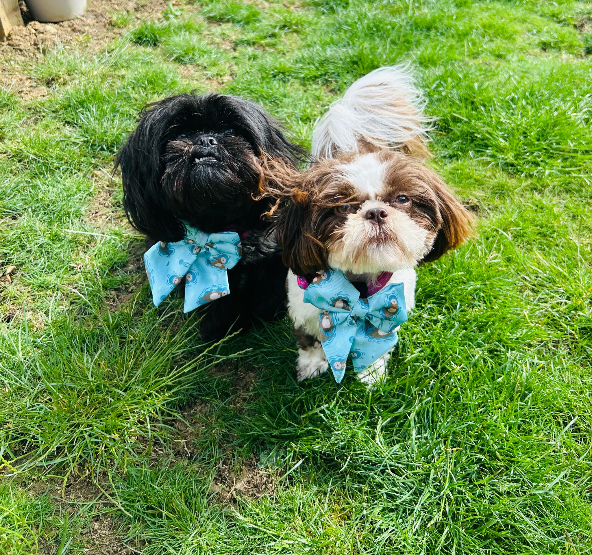 Otterly Lovely Sailor Bow – Teal Otter Print | Pup Chic Boutique