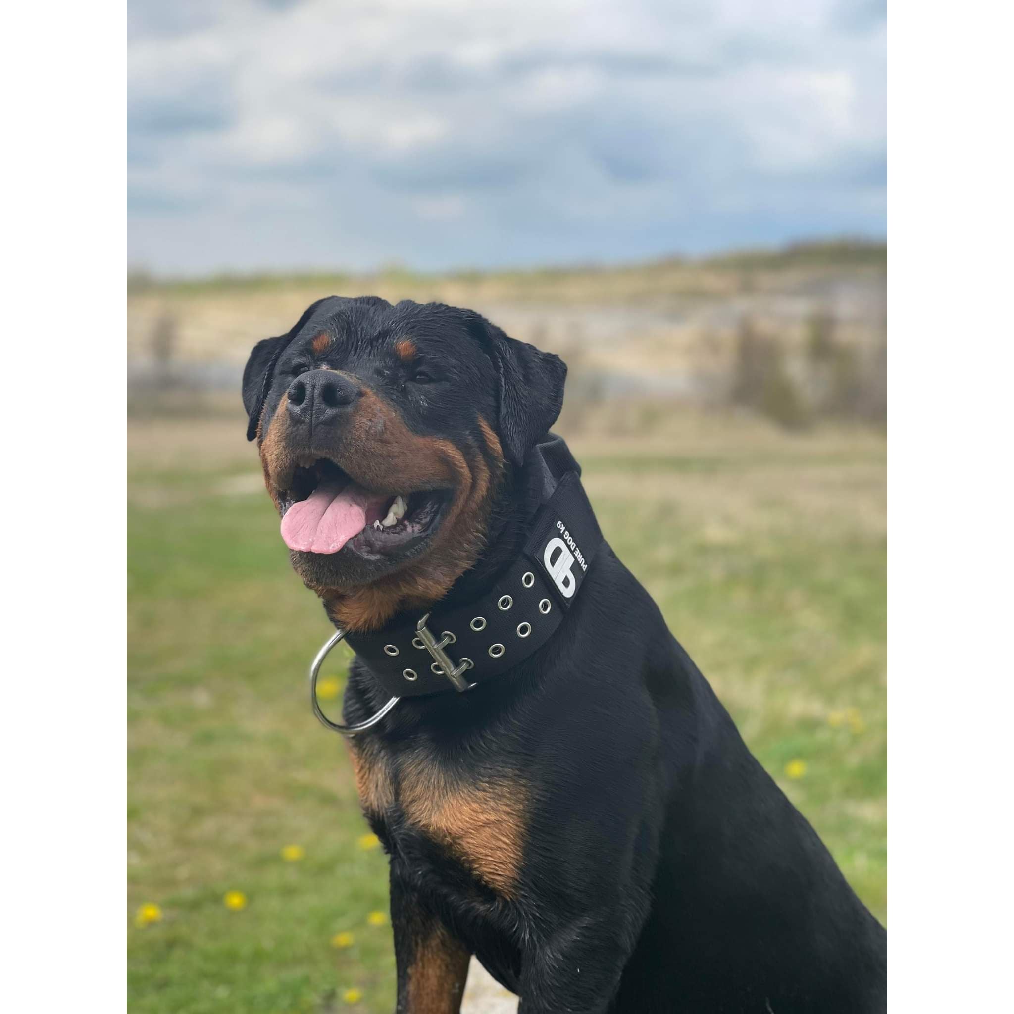 Black sport dog collar with metal buckle and studded grommets, worn on dog