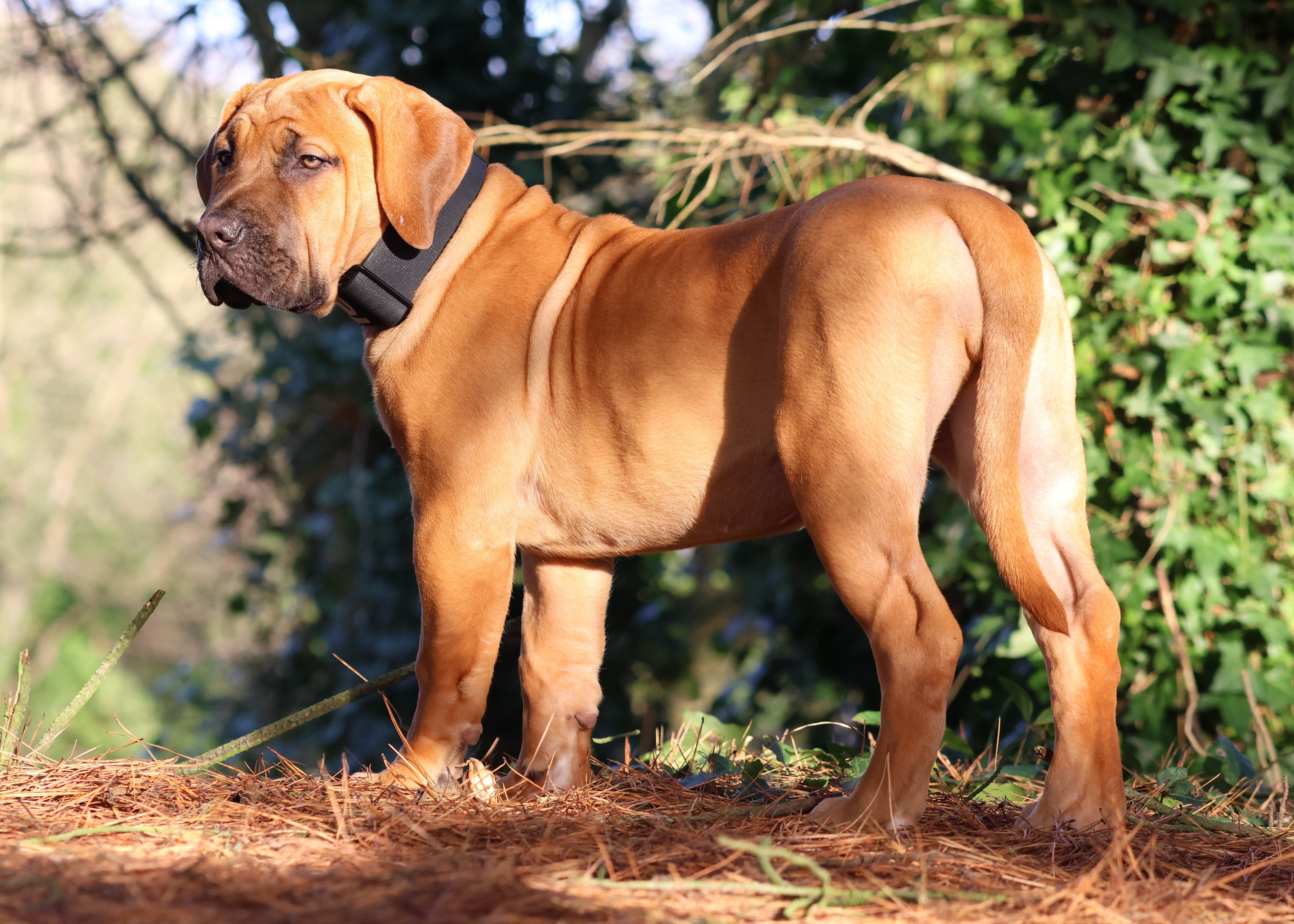Dog wearing a black tactical waterproof collar with D-ring and quick-release