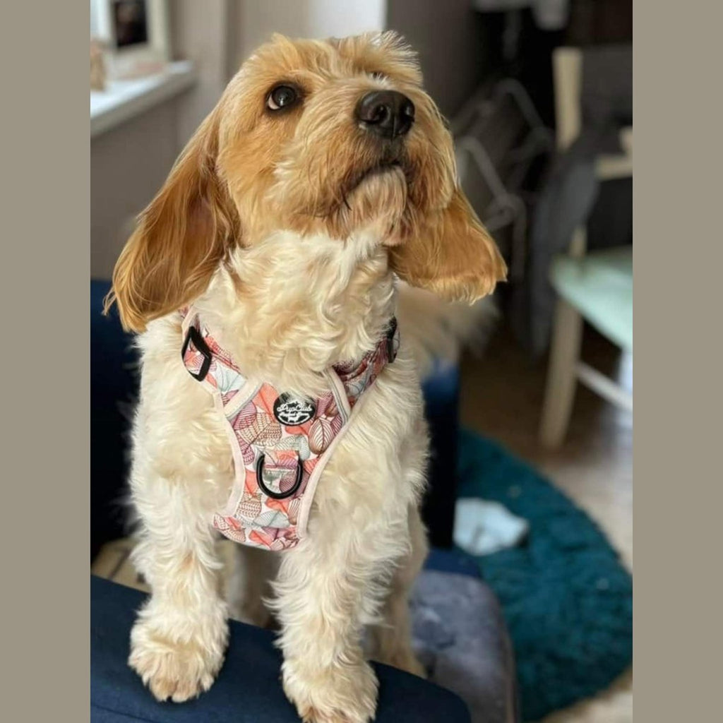 Dog harness with leaf-pattern fabric and black buckle straps
