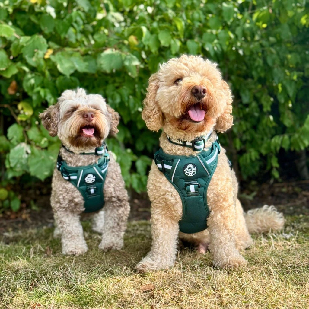 Forest green dog harness with white stripe webbing worn by two dogs