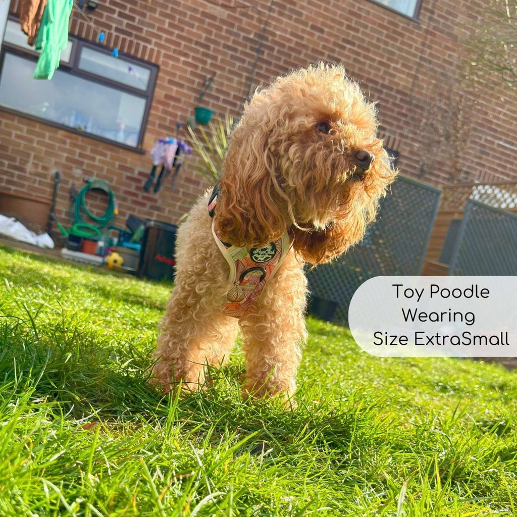 Rugged Rover™ dog harness on brown curly coat, pink patterned straps and front patch