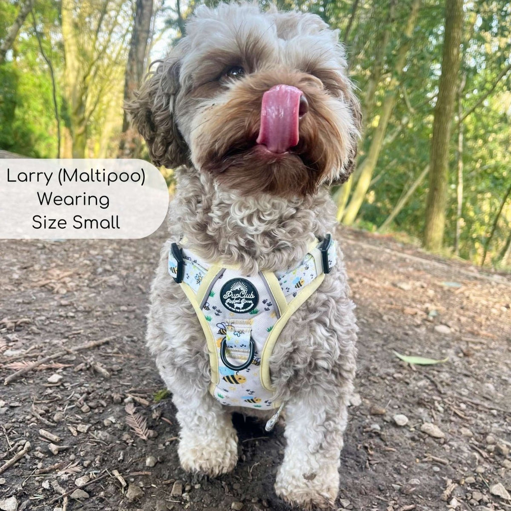 Dog harness vest on small white dog, pale yellow bee print with black mesh underside