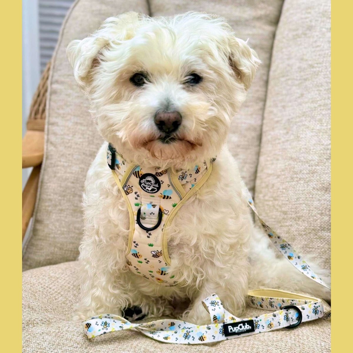 Dog harness vest on light-colored dog, pale yellow bee print with front buckle and straps