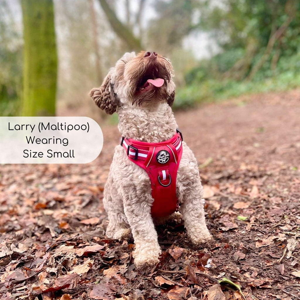 Berry red dog harness with striped straps and front leash ring