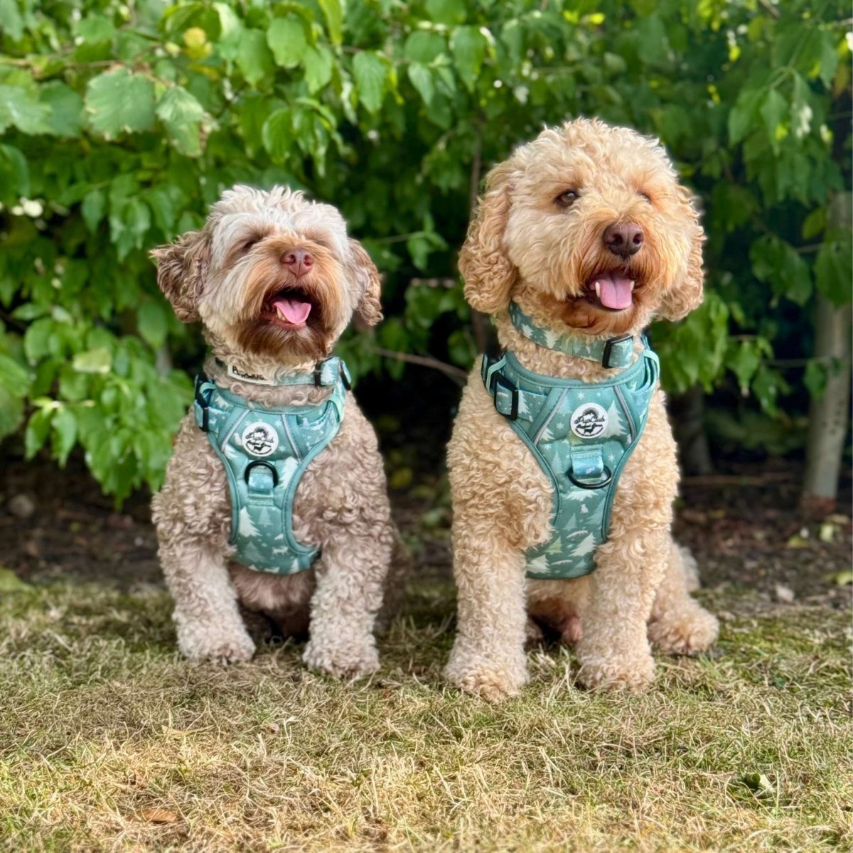 Rugged Rover™ evergreen trails harness in green, worn by a small dog outdoors