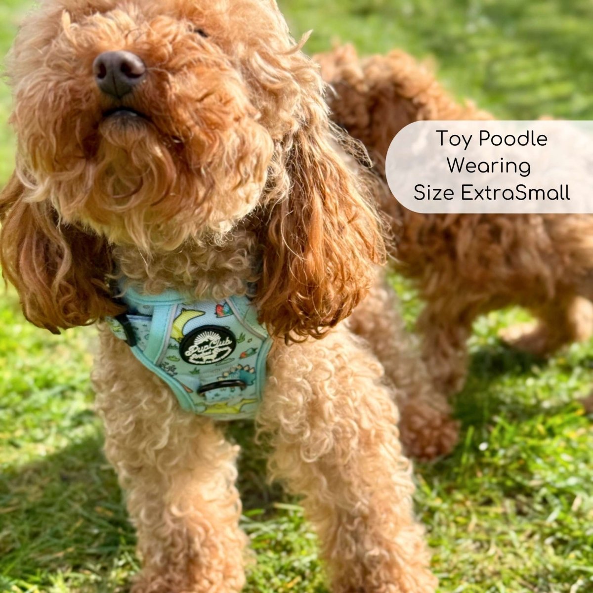 Blue dinosaur-print dog harness with mesh panel and black buckles