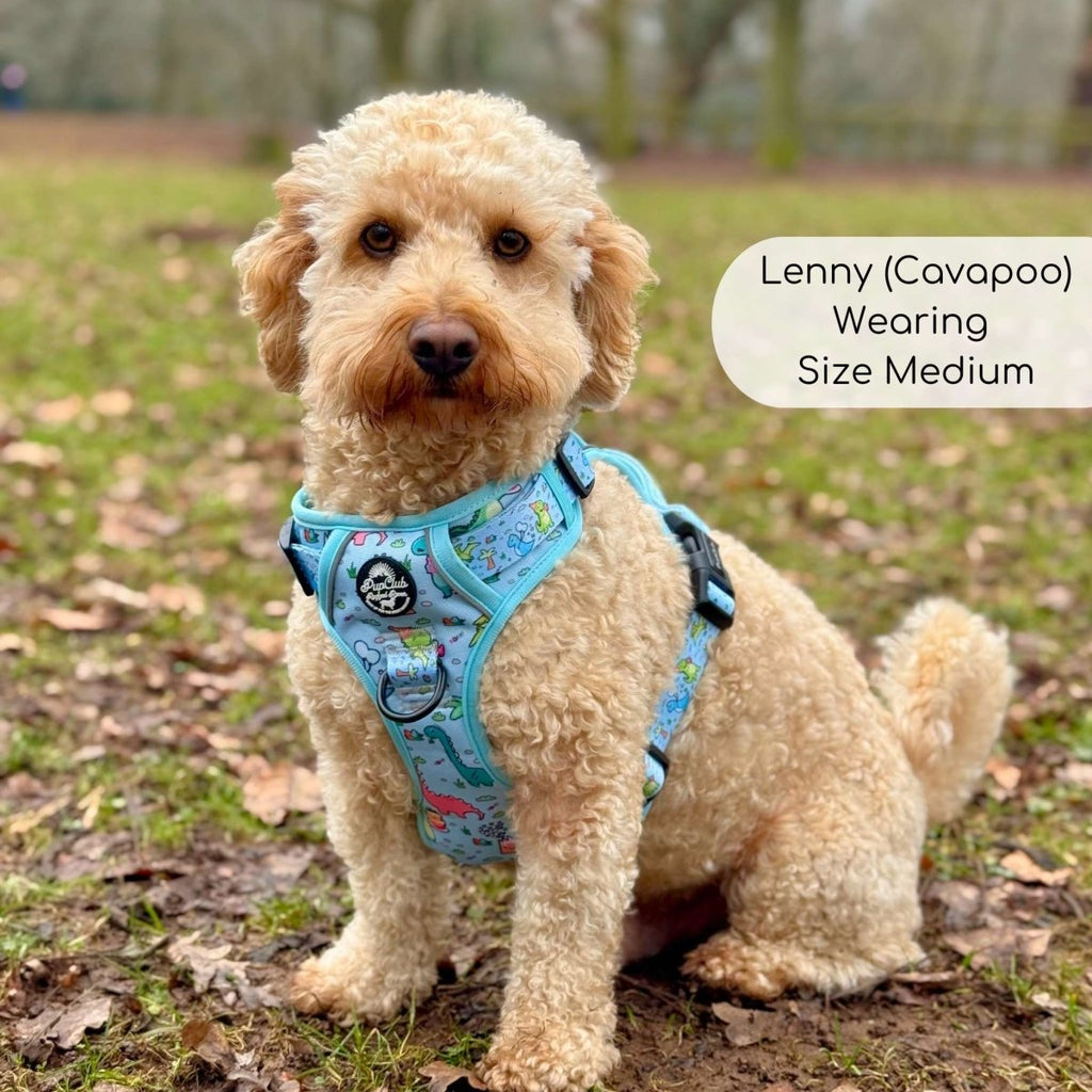 Blue dinosaur-print dog harness with black buckles, worn on a small dog