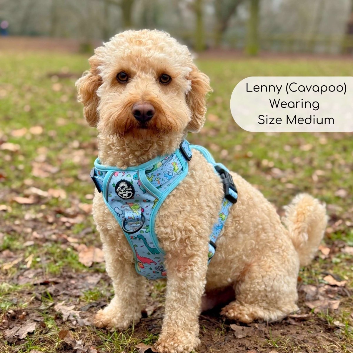 Blue dinosaur-print dog harness with black buckles, worn on a small dog