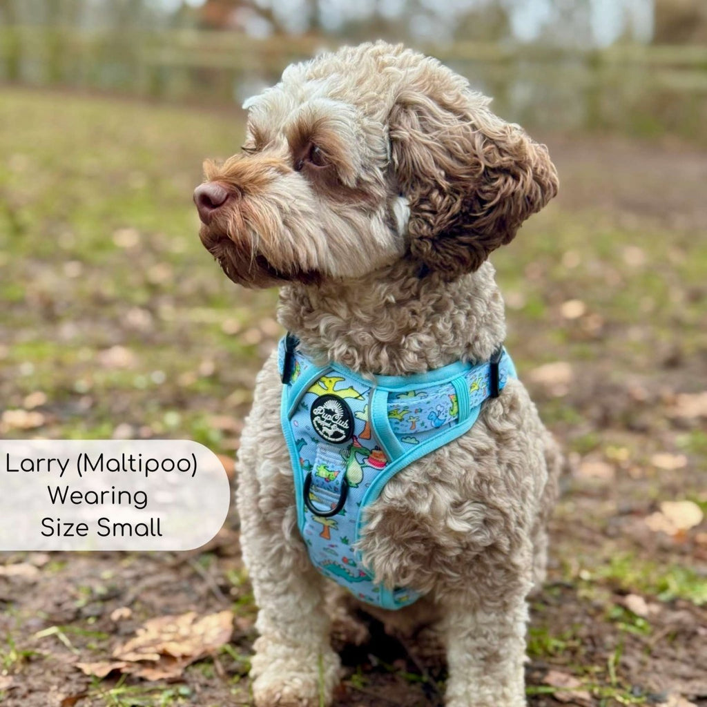 Blue dinosaur-print dog harness with black buckles, worn on a small dog