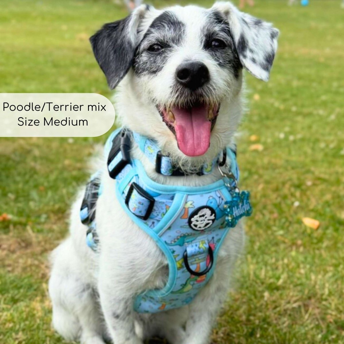 Blue dinosaur-print dog harness with mesh and black buckle straps