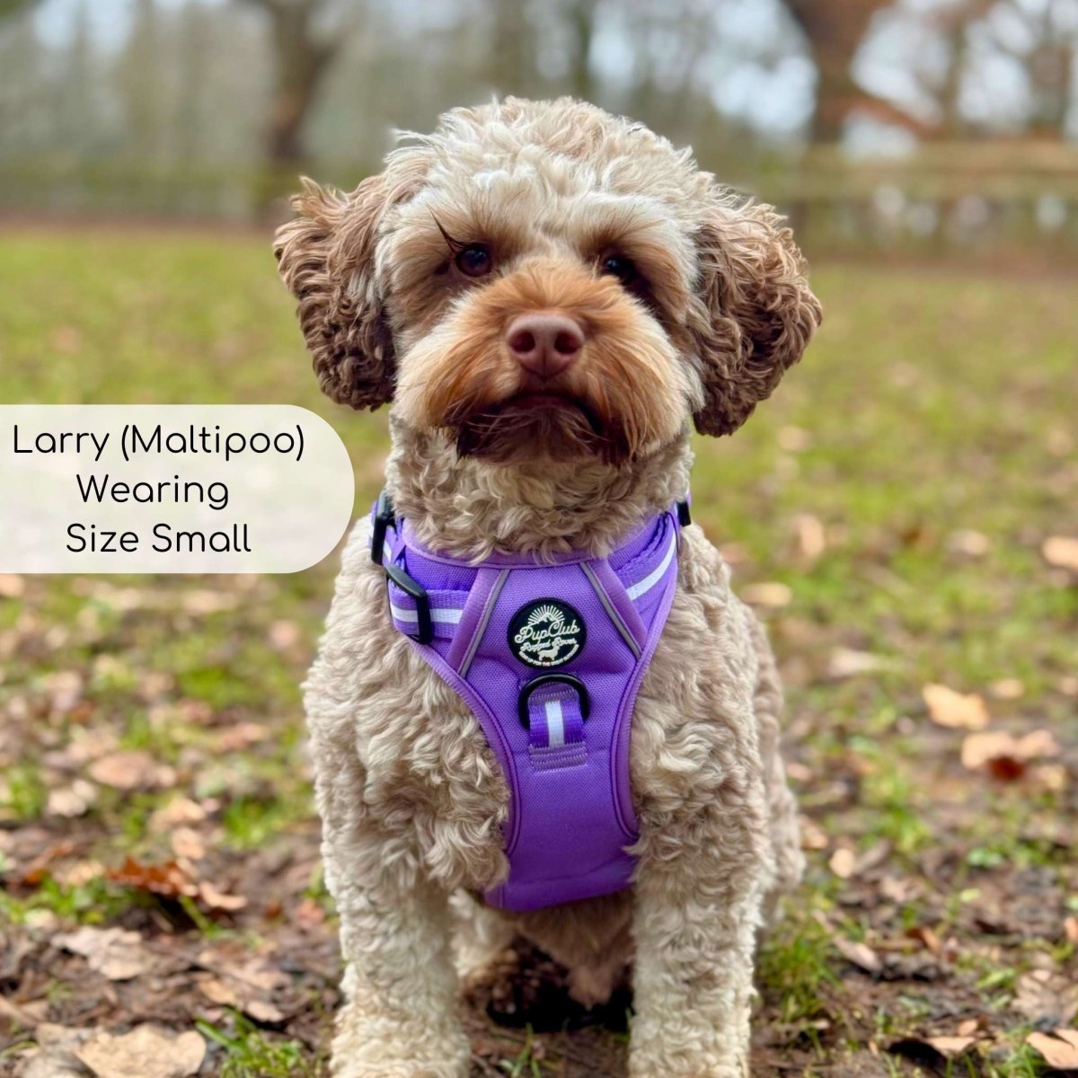 Lilac dog harness on a small dog, with front handle and stripe trim over chest