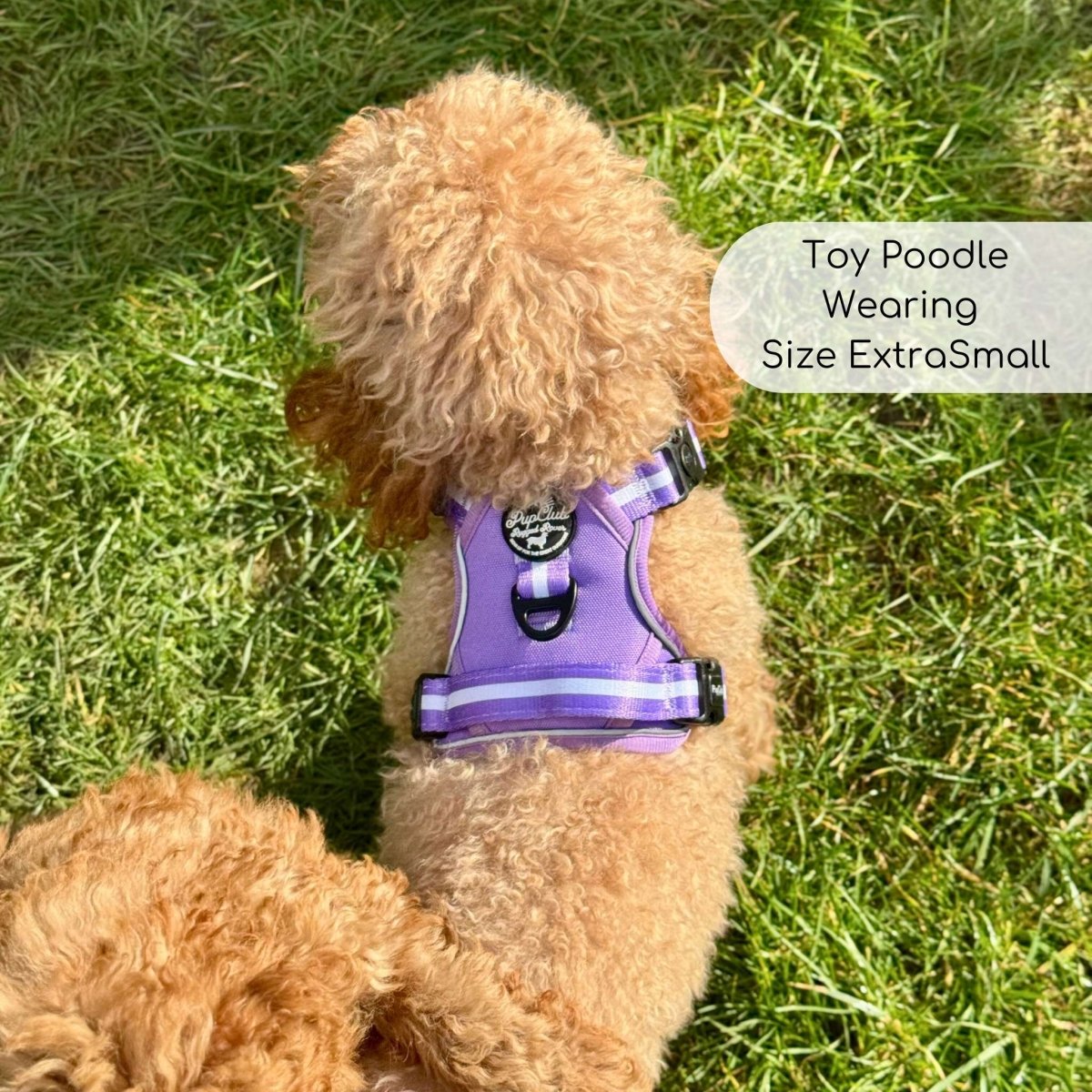 Lilac pet harness with front strap and black buckle, worn by a small curly dog