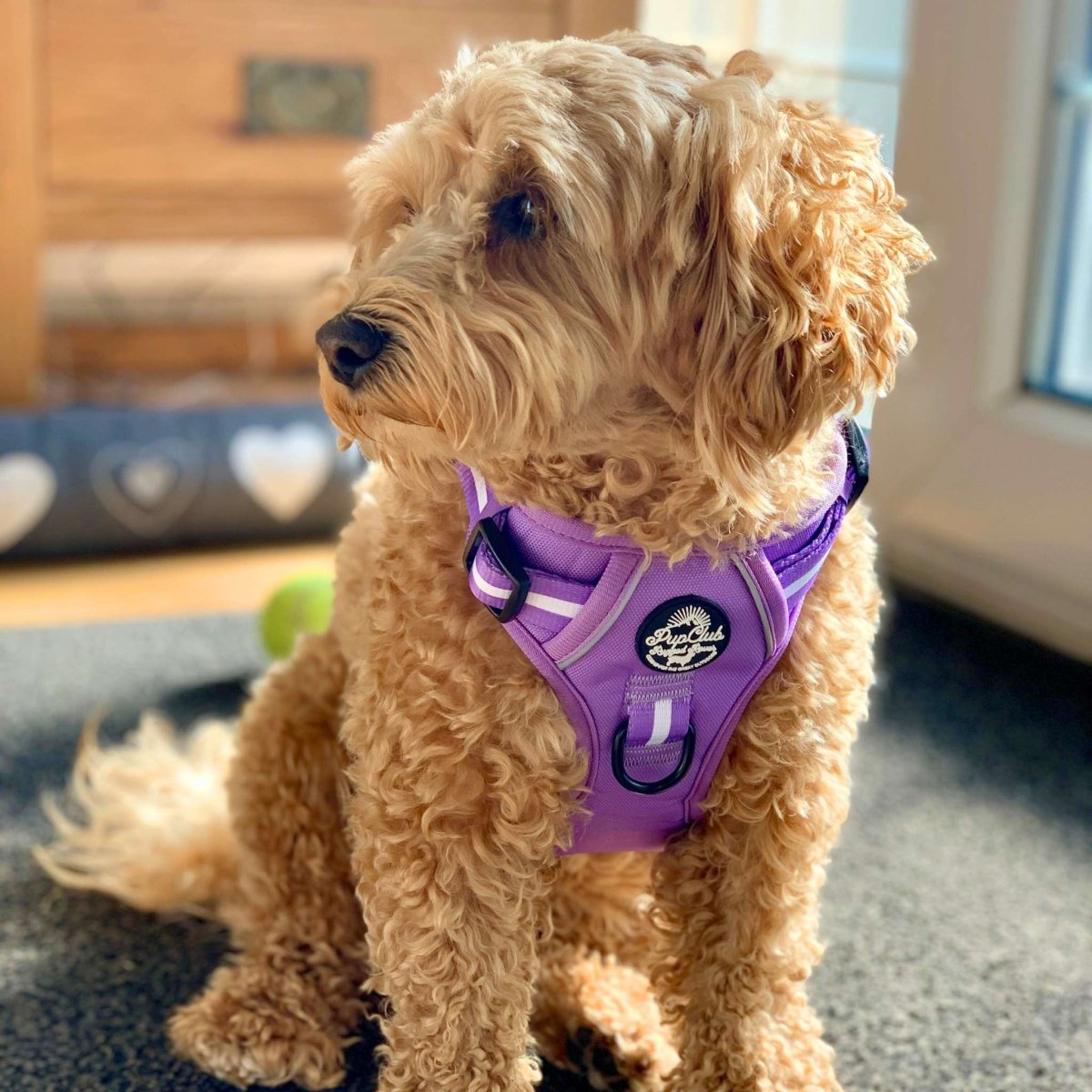 Lilac dog harness on a small dog, padded straps with black buckles and reflective stripes