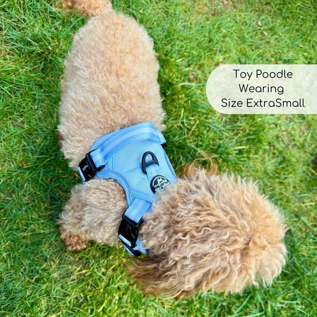 Pastel blue dog harness on toy dog, side view showing black buckles and D-ring